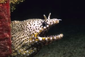 Images Dated 28th November 2008: Dragon Moray Eel - with open mouth showing teeth Christmas Island GUL00050
