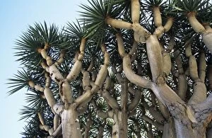 Images Dated 24th November 2005: Dragon Tree - origin Madeira