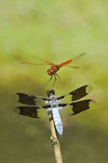 Dragonflies - Cardinal Meadowhawk (Sympetrum illotum) male and Common Whitetail (Libellula lydia) male