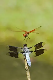 Conflict Prints: Dragonflies--Cardinal Meadowhawk (Sympetrum illotum) male and Common Whitetail (Libellula lydia) male