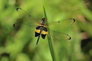 dragonfly (Brachydiplax sp.)