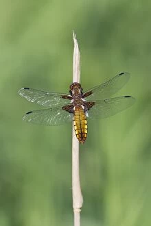 Images Dated 20th May 2012: Dragonfly - Broad-bodied Chaser - female absorbing