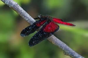 Images Dated 13th November 2016: dragonfly, Cano Cristales, Serrania de Macarena