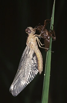 Images Dated 2005 January: 11 Jan 2005 Collection