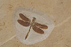 Images Dated 1st February 2006: Dragonfly Fossil - Ceara-Brazil - from Santana Formation - Lower Cretaceous