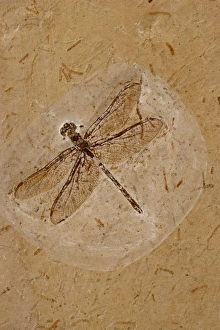 Images Dated 1st February 2006: Dragonfly Fossil - Ceara-Brazil - from Santana Formation - Lower Cretaceous
