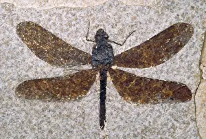 Dragonflies Prints: Dragonfly Fossil - Eocene 53 m. y. a. Green River Formation Fossil Lake, Wyoming