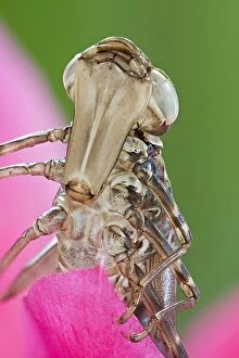 Aeshna Gallery: Dragonfly larval case - placed on flower