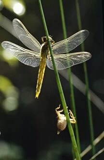 Dragonfly - newly emerged with exuvia