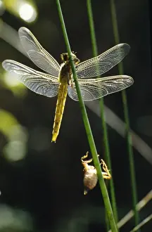 Pupae Prints: Dragonfly - newly emerged with exuvia