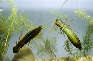 Images Dated 26th April 2005: Dragonfly Nymphs