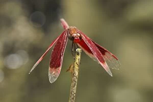 Dragonfly (Odonata sp.)