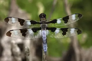 Hovering Prints: Dragonfly - Oregon - USA
