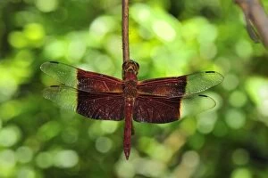 dragonfly - Red Grasshawk (Neurothemis fluctuan)