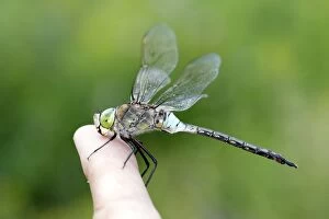 Images Dated 4th August 2005: Dragonfly - resting on person's finger