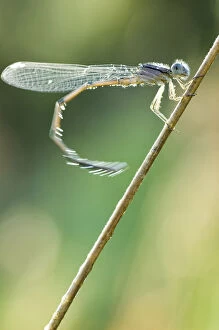 Arthropoda Gallery: Dragonfly, Unionville, Ontario