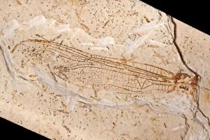 Images Dated 13th March 2009: Dragonfly wing Fossil