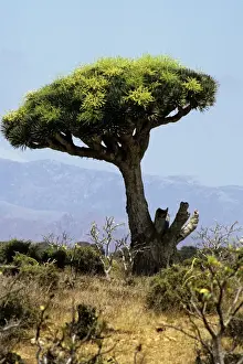 Dragon's Blood Tree