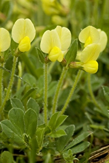 Images Dated 7th May 2007: Dragon's teeth (Tetragonolobus maritimus); very rare in UK, on limestone