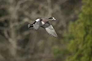 Images Dated 28th July 2010: A drake American Wigeon (Anas americana)