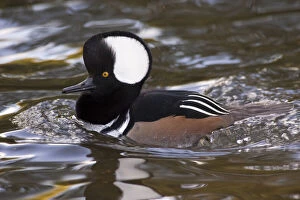 Images Dated 28th July 2010: A drake Hooded Merganser (Lophodytes cucullatus)