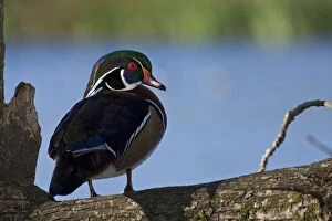 Images Dated 28th July 2010: A drake Wood Duck (Aix sponsa)