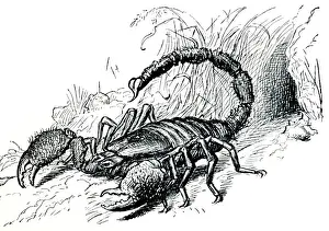 Defence Prints: Drawing - Scorpion in defensive posture with sting deployed
