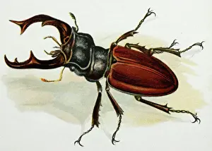 Historical Prints: Drawing - Stag beetle, male, old artwork Europe's largest beetle