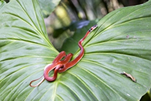 Images Dated 12th September 2006: Drepanoides anomalus - on heliconia sp. Manu Wildlife Centre Peru