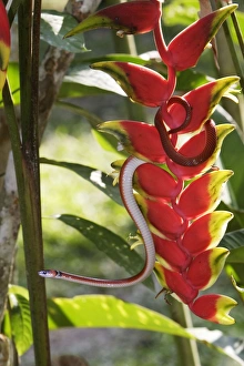 Images Dated 12th September 2006: Drepanoides anomalus - on heliconia sp. Manu Wildlife Centre Peru