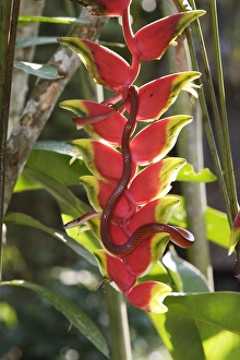 Images Dated 12th September 2006: Drepanoides anomalus - on heliconia sp. Manu Wildlife Centre Peru