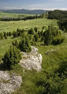 Drevenik Nature Reserve, on a Travertine ridge (a type of extensive tufa, like limestone)