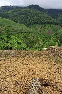 dried corn - crop plantation on deforested area