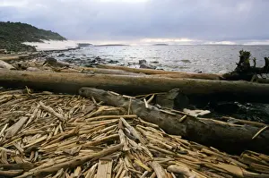 Logging Prints: Driftwood - accumulating in Yenisey-river gulf - a typical scene on a Kara-sea shore
