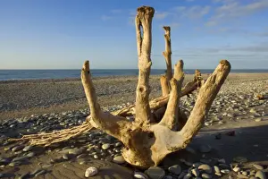 South Island Prints: Driftwood by the power of water beautifully sculpted driftwood washed ashore at Gillespies Beach Westland National Park