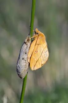 Chrysalis Prints: Drinker Moth - on cocoon - UK