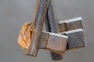 Images Dated 2nd August 2012: Drinker Moth - on Ornamental Keys - UK