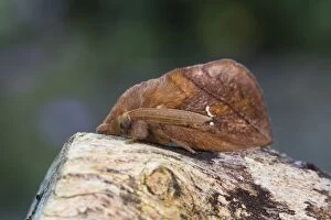 Images Dated 11th August 2013: Drinker Moth - Summer
