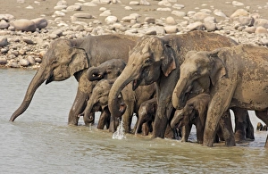 Images Dated 14th May 2008: Drinking session of Indian / Asian Elephants in the river Ramganga