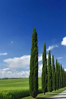 Driveway lined with stately cypress trees