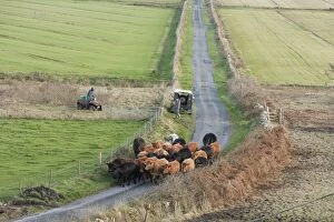 Driving Cattle along Road