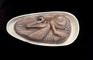 Reconstructions Prints: Drodromeus Makelei Embryo DInosaur - artist conception based on cat scan