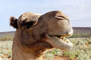 Images Dated 25th March 2007: Dromedary / Arabian Camel - feeding