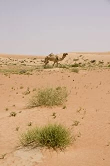 Images Dated 23rd March 2010: Dromedary / Arabian Camel - walking in the desert - Abu Dhabi - United Arab Emirates