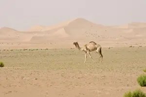 Camels Prints: Dromedary / Arabian Camel - walking in the desert - Abu Dhabi - United Arab Emirates