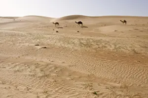 Camels Prints: Dromedary / Arabian Camels - walking through the desert - Abu Dhabi - United Arab Emirates