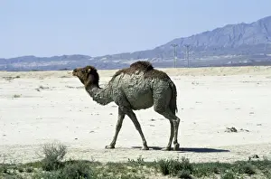 Camels Prints: Dromedary / Arabian / One-humped Camel - after bathing in muddy puddle - in desert landscape near Nibetdag