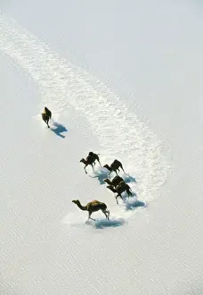Aerials Prints: Dromedary Camel JPF 12599 One-humped Camels in shallow water on salt Lake Gairdner