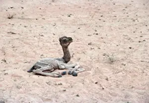 Dromedary Camel - Newborn GKB 602 Saudi Arabia © G. K. Brown / ARDEA LONDON