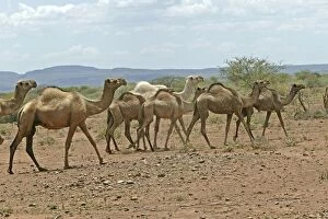 Images Dated 17th August 2004: Dromedary Camel. Samburu National Park - Kenya - Africa